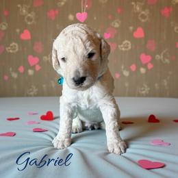 Gabriel - White male Poodle puppy in Port Orange, Florida from Daytona’s Standard Poodles