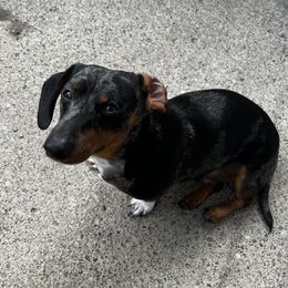 Spencer - Dachshund