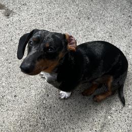 Spencer - Dachshund