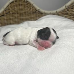 Clover - Brindle and white female Shih Tzu puppy in Lake City, South Carolina from Precious Lil Tzus