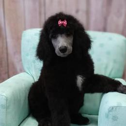 Poodles from Clermont Florida Standard Poodles