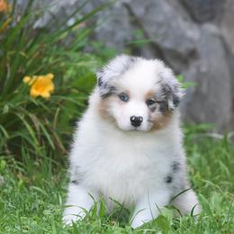 Miles - Blue merle male Australian Shepherd puppy in Glade Spring, Virginia from Paramount Aussies