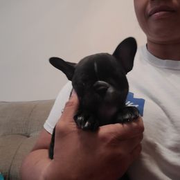 Boy 2 - French Bulldog puppy in Plano, Texas from Thompson's Frenchies