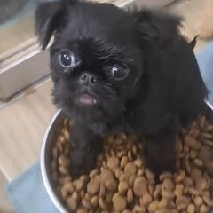 Brussels Griffon Puppies from Brussels and Broodle's and Shiffon's oh my