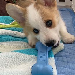 Pembroke Welsh Corgi Puppies from Rain City Corgis