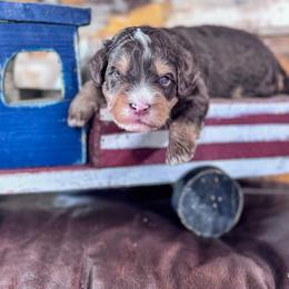 Gretzky - Brown and white male Bernedoodle puppy in Rose Hill, North Carolina from Red Door Canines