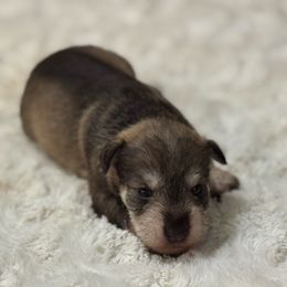 Pippa - Liver female Miniature Schnauzer puppy in Hull, Georgia from Ardent Miniature Schnauzers of Athens