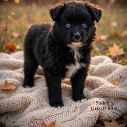 Sun - Black & white male Australian Shepherd puppy in Ranger, Texas from Outback Mini Aussies