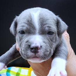 Sear - Blue and white male Staffordshire Bull Terrier puppy in Dallas, Texas from Wild Blue Staffords