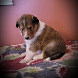 Collie Puppies from Voneida Collies