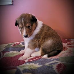 Collie Puppies from Voneida Collies
