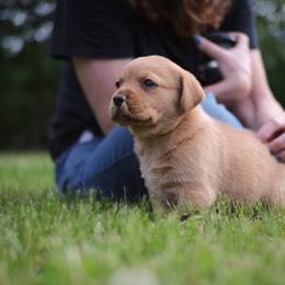 Jack Russell Terrier and Labrador Retriever Puppies from Canine Assist