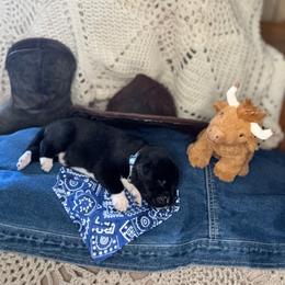 Boy 3 Ranger - Black male Anatolian Pyrenees puppy in Clifton, Illinois from Mcginnis Guardian Dogs