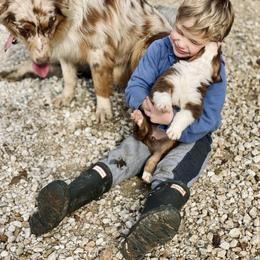 Australian Shepherd Puppies from Malin Family Aussies