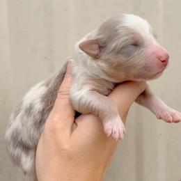 Girl 2 - Red merle female Australian Shepherd puppy in Iola, Texas from MK Aussies