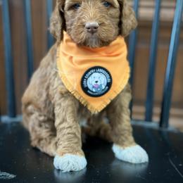 Mr. Orange - Red male Australian Labradoodle puppy in Wake Forest, North Carolina from Lucky Country Labradoodles