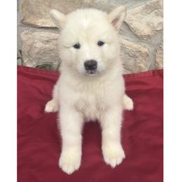 Zipper - White male Alaskan Malamute puppy in Easton, Maryland from Stars Howl-O Kennels by FurEver Friends Inc
