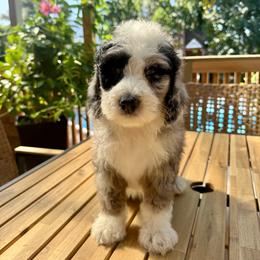 Barley - Blue merle male Bernedoodle puppy in Grants Pass, Oregon from Royal Empire Bernedoodles
