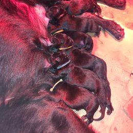 Purple craze - Black male German Shepherd puppy in Roy, Washington from Diwaids Working German Shepherd Dogs