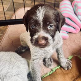 Pink - Brown and gray female Wirehaired Pointing Griffon puppy in Devine, Texas from Tombstone Kennels