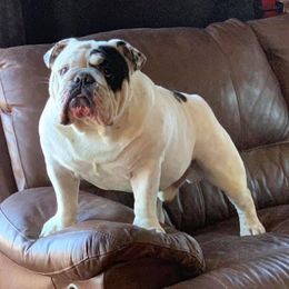 Silas  - English Bulldog