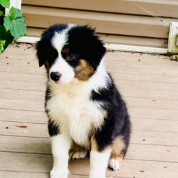 Matthew - Black tri male Miniature Australian Shepherd puppy in Hagerstown, Maryland from Renegade Kennels