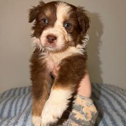 Reese - Red tri-color male Australian Shepherd puppy in Anniston, Alabama from All Hale Aussies