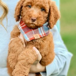 Rookie - Red  male Goldendoodle puppy in Hartwell, Georgia from BellaDoodles