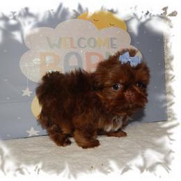 Snickers - Chocolate and tan male Shih Tzu puppy in Lawrenceburg, Tn, Tennessee from Shedd's Shih Tzus