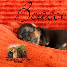 Beacon - Black and gold male Yorkshire Terrier puppy in Baker, West Virginia from Majestic Mountain Yorkies