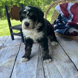 Willow - Tri-color female Bernedoodle puppy in Moulton, Iowa from Shondel Puppy Paws