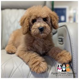 Hadley - Mini Goldendoodle - OFA-Genetics-2 Yr Warranty. - Apricot female Goldendoodle puppy in Jeddo, Michigan from Apple Creek Doodles