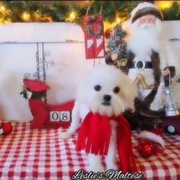 Bentley - White male Maltese puppy in Moreno Valley, California from Leslie's Maltese