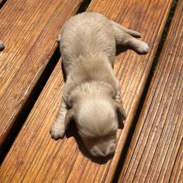 Ellen - Cream female Dachshund puppy in Hawley, Texas from Foxy’s Dachshunds & Toy Aussies