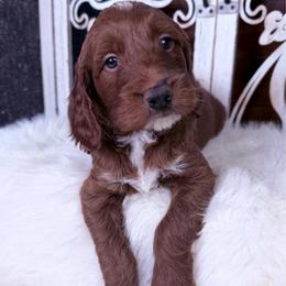 Sir Orion - Red  male Poodle puppy in Plainwell, Michigan from Northern Heart Standards