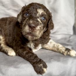 Goldendoodle Puppies from Justine’s Retrievers and Doodles