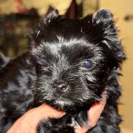 Bubbles - Black and gold female Yorkshire Terrier puppy in Bakersfield, California from Debbie’s Little Yorkies