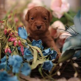 Australian Labradoodle Puppies from Majestic Labradoodles
