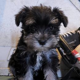 Miniature Schnauzers from Firefly Stables
