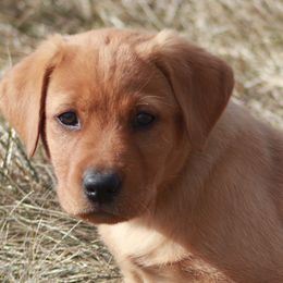 Labrador Retrievers from Blazing Red Kennel