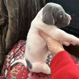 Blue and White Pie (spots) - Blue and white female Great Dane puppy in Greenville, South Carolina from Allen’s Ridge Ranch