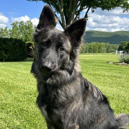 Juniper - German Shepherd