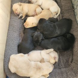 Labrador Retriever Puppies from Cindy's Ten Star Labradors