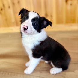 Brew - Black and white male Border Collie puppy in Owenton, Kentucky from Three16 Ranch