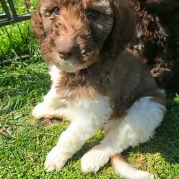 Bernedoodle, Labradoodle, and Newfypoo Puppies from Small Town Doodles & Poodles
