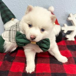Pomsky Puppies from Midnight Sun Pomskies