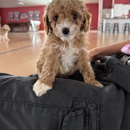 Starburst - Brown female Poodle puppy in Washington, Indiana from Sugarland Puppies