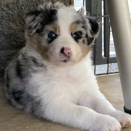 Girl 2 - female Australian Shepherd puppy in Phoenix, Arizona from Heartfire Aussies