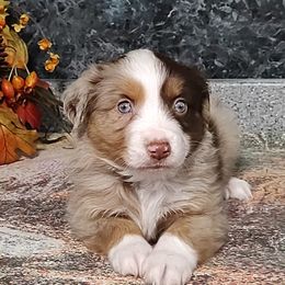 Miniature American Shepherd and Miniature Australian Shepherd Puppies from Buck-Run Puppies