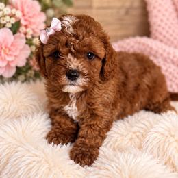 Autumn - Red female Cavapoo puppy in Richmond, Texas from Poodles of the south